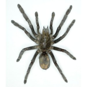 EURYPELMA SPINICRUS